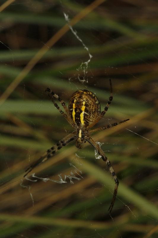 Argiope%20bruennichi_4998.jpg