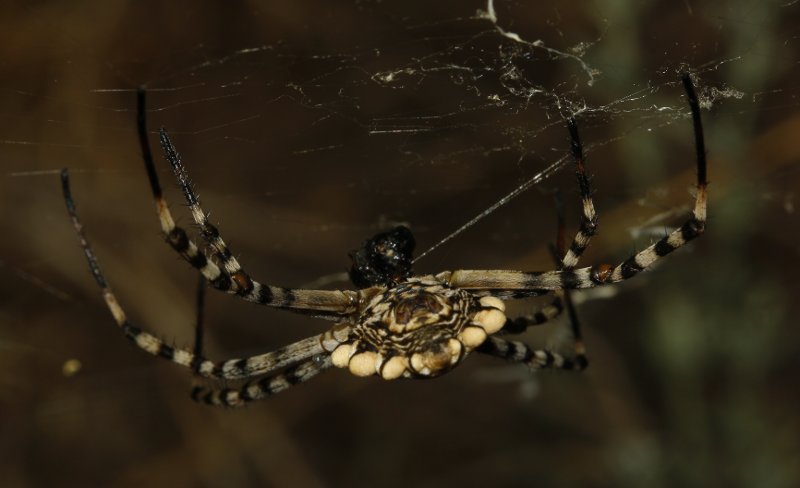 Argiope%20lobata_3486.jpg