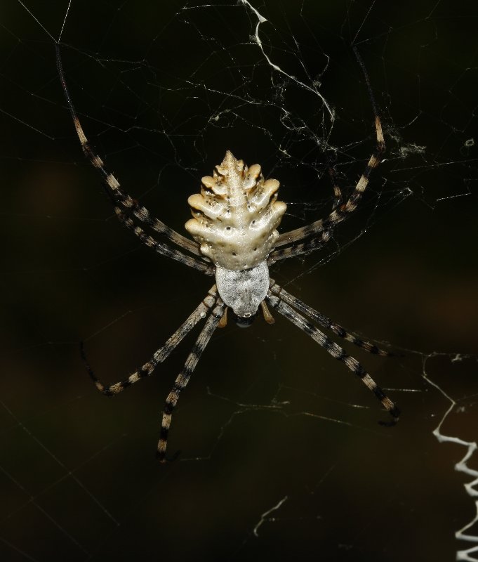 Argiope%20lobata_3488.jpg