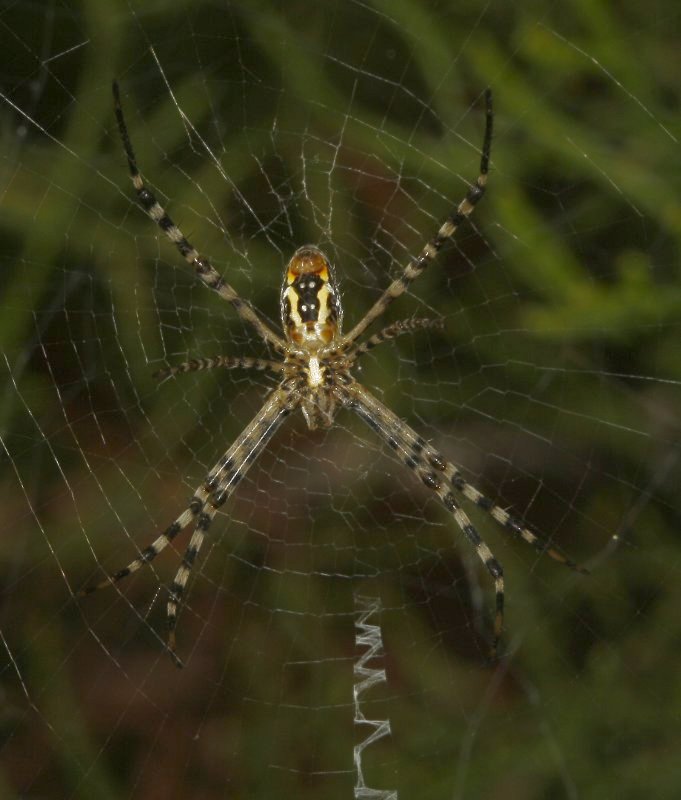 Argiope%20sp_4287.jpg