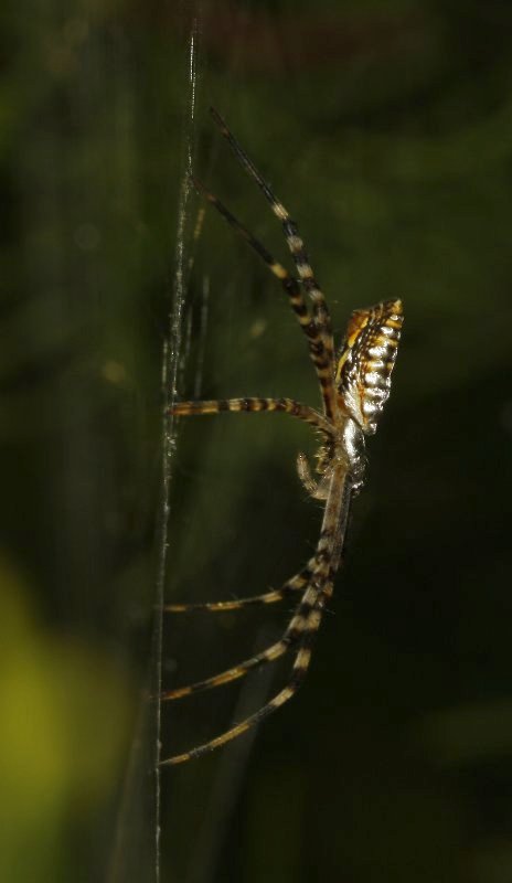 Argiope%20sp_4289.jpg
