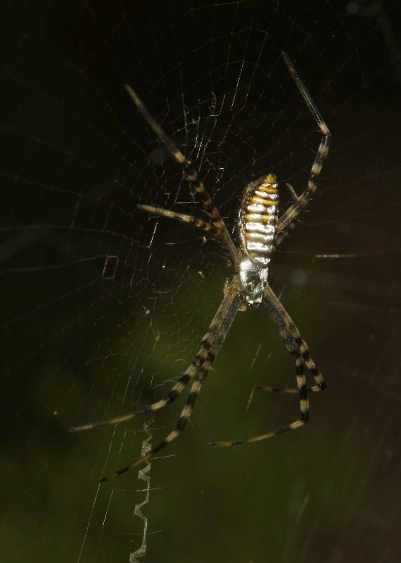 Argiope%20sp_4292.jpg