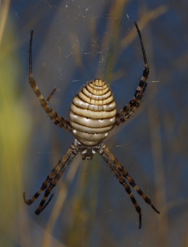 Argiope%20trifasciata_4736.jpg