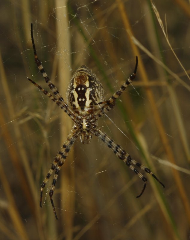 Argiope%20trifasciata_4742.jpg