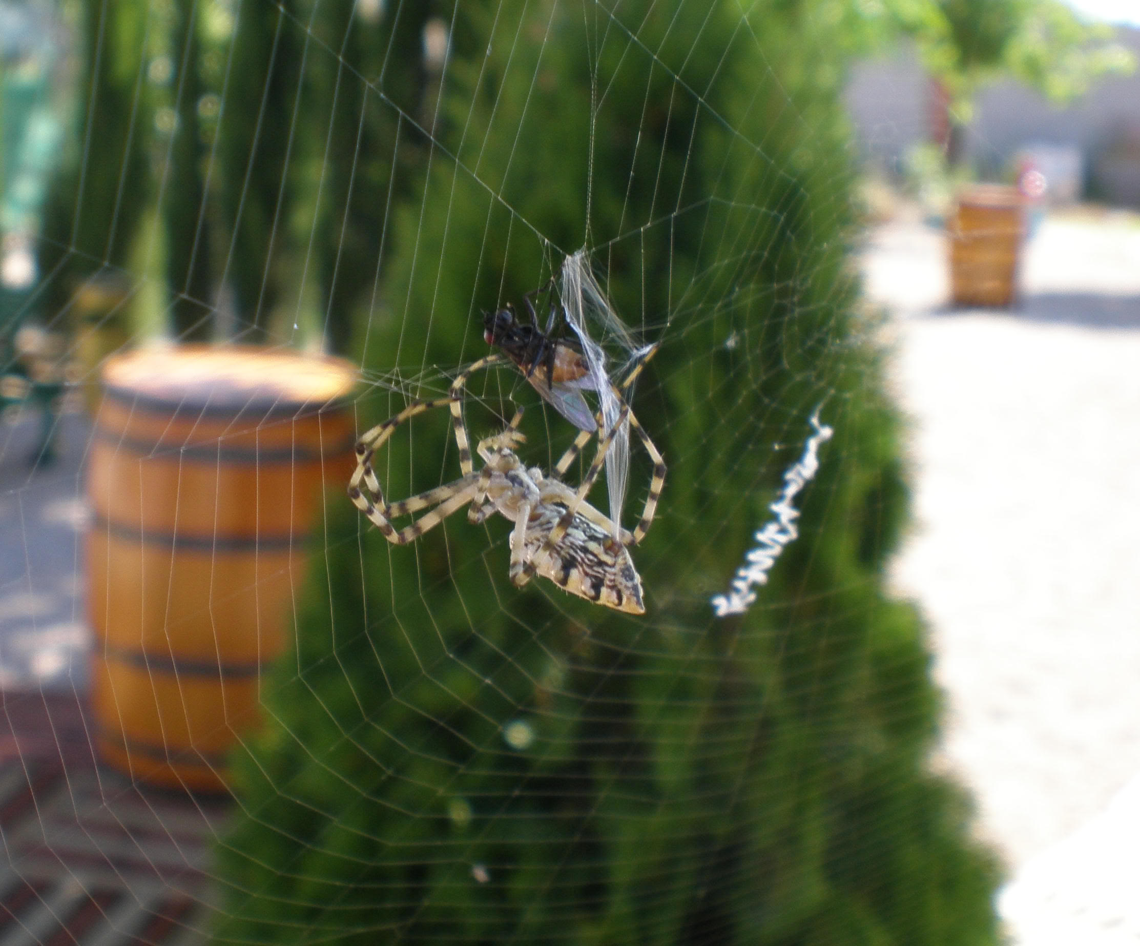 Argiopelobata-08-07-12_035a.jpg