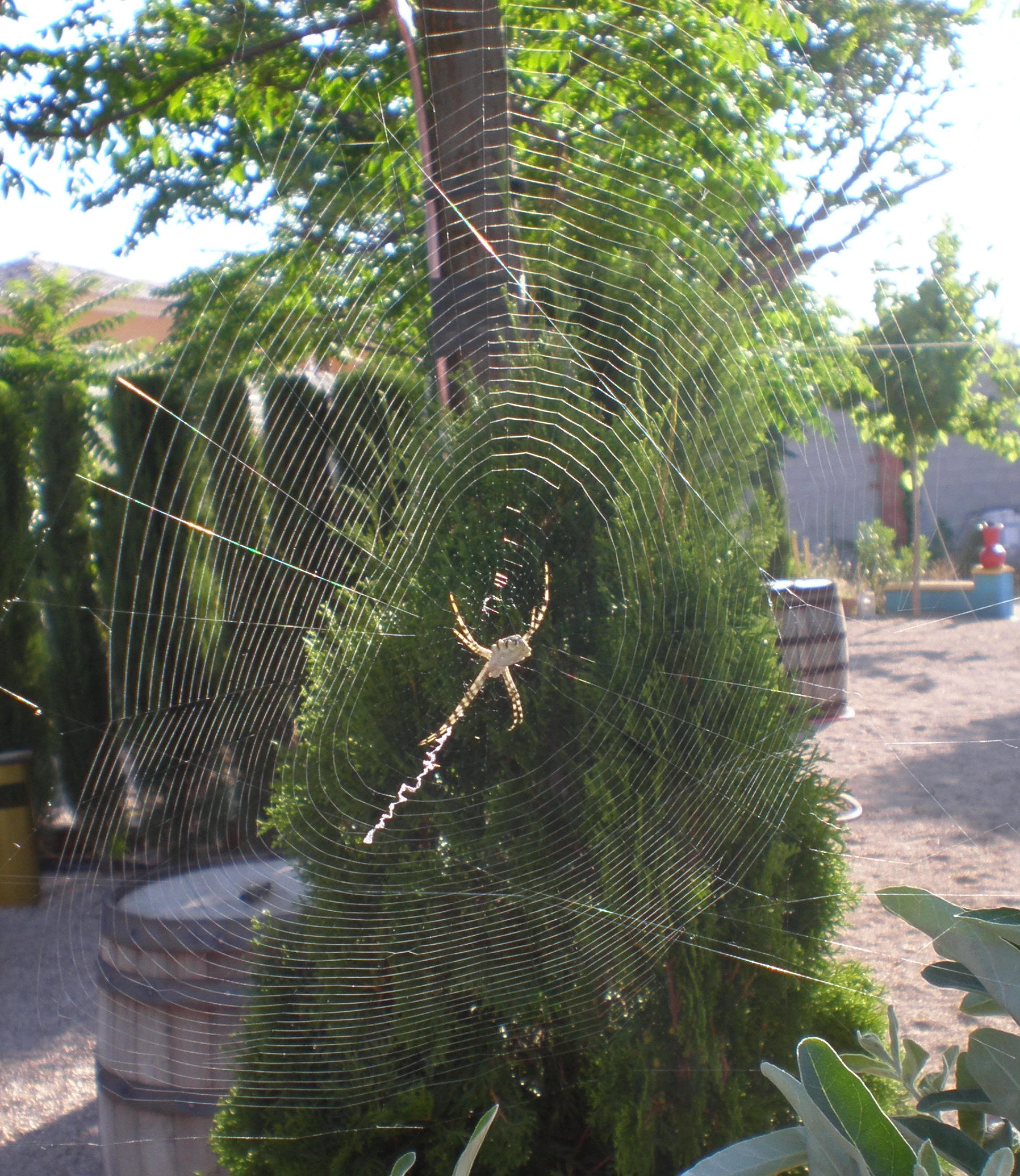 ArgiopeLobata08-07-12_015a.jpg
