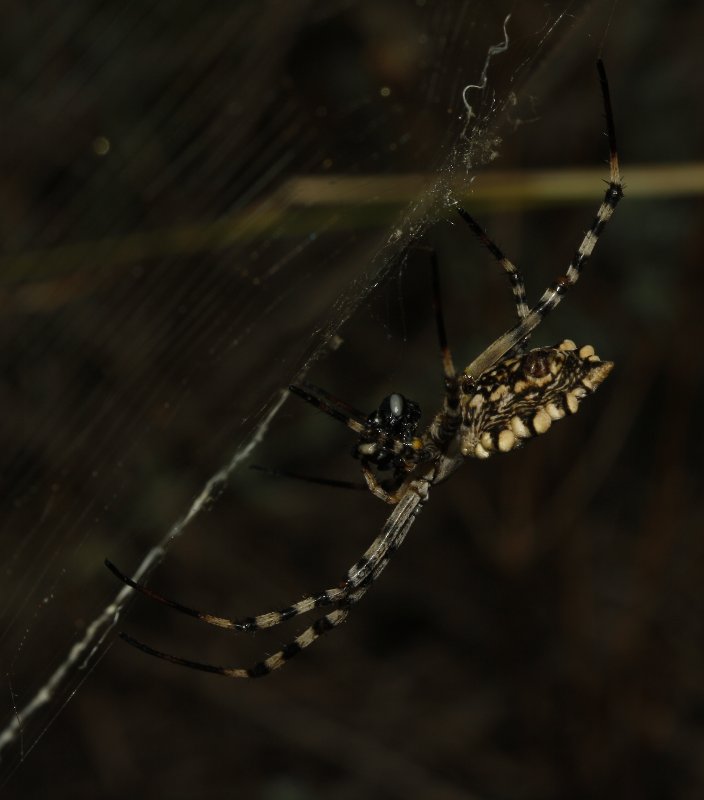 Argiopes%20lobata_3483.jpg