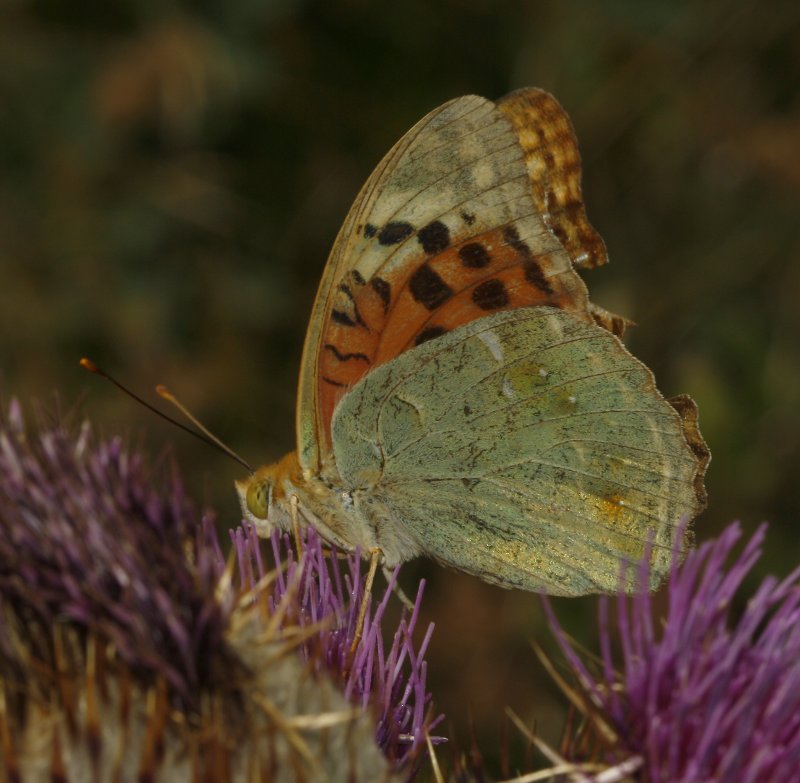 Argynnis%20pandora_6054.jpg