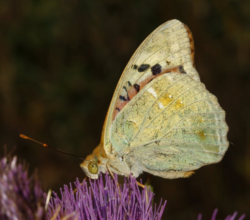 Argynnis%20pandora_6055.jpg