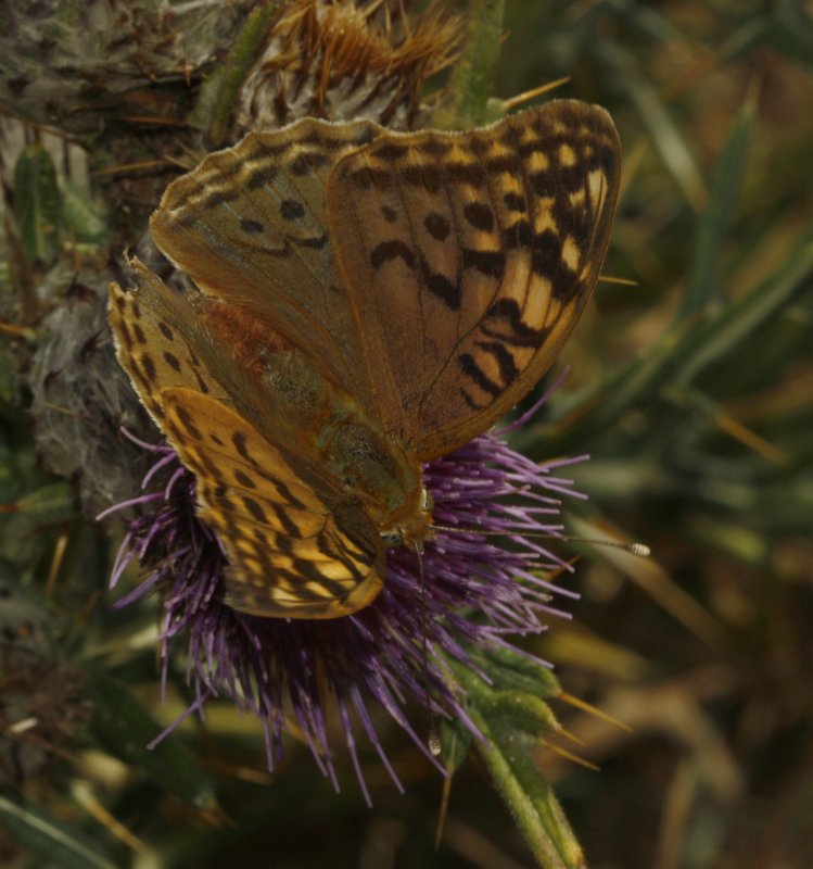Argynnis%20pandora_6085.jpg