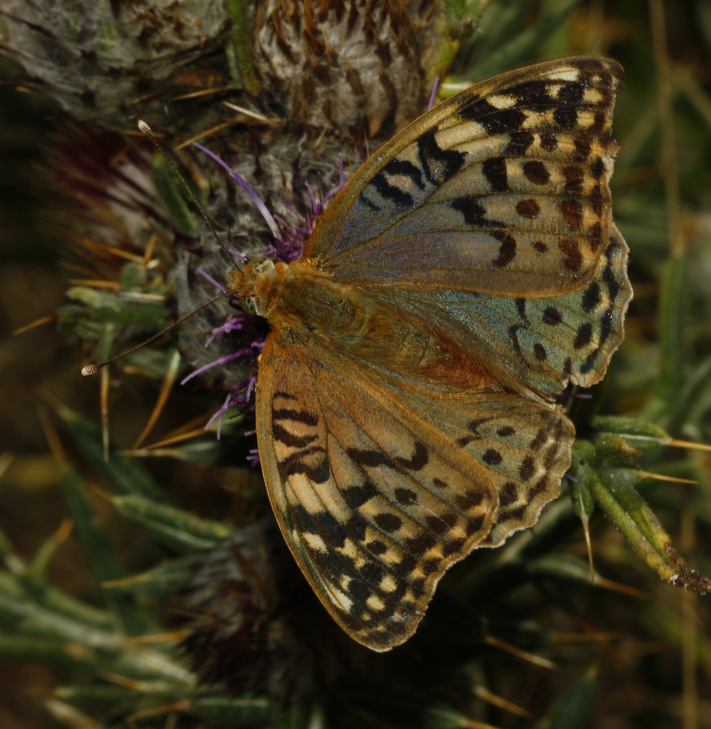Argynnis%20pandora_6090.jpg