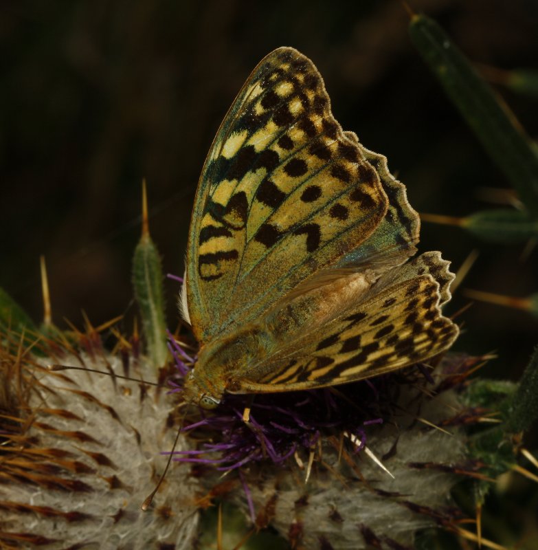 Argynnis%20pandora_6163.jpg