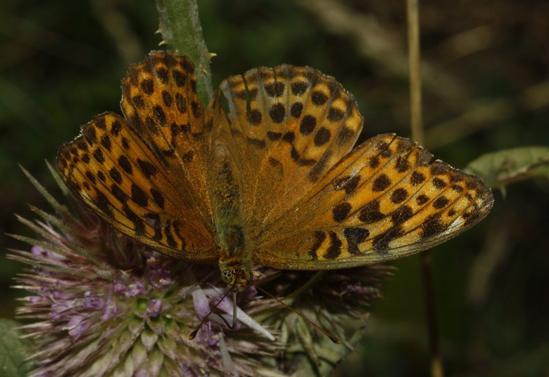 Argynnis%20pandora_6686.jpg