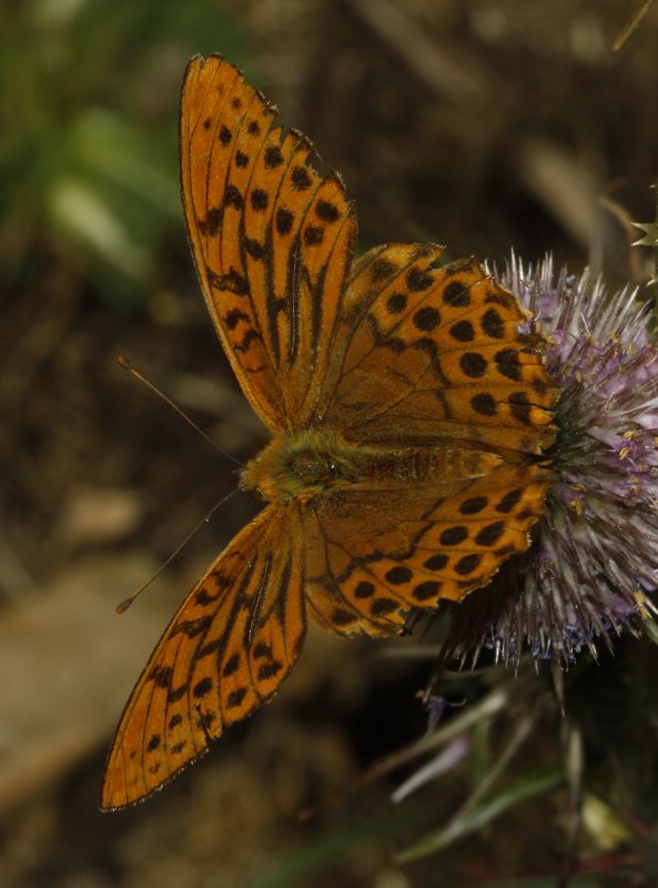 Argynnis%20sp_6718.jpg