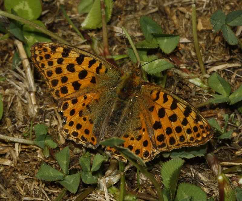 Argynnis%20sp_6720.jpg