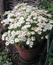 argyranthemum-frutescens.jpg