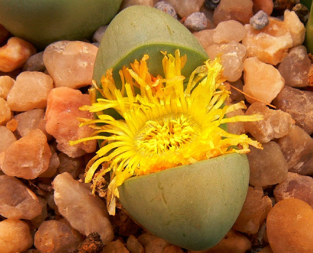 Argyroderma%2Bdelaetii%2Bcarinatum.jpg