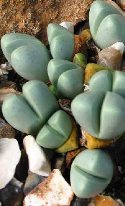 Argyroderma_congregatum.jpg