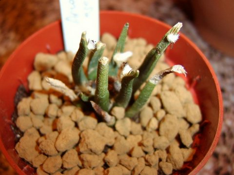 Ariacarpus%20agavoides.jpg