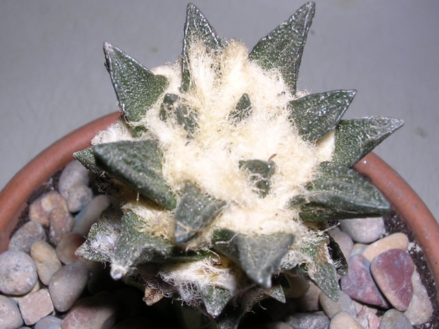 Ario_y_lopho_005.jpg