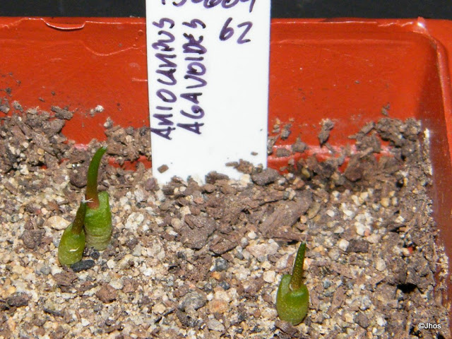 Ariocarpus%20Agavoides%20062%2020091126.jpg