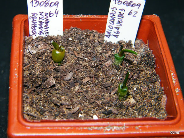 Ariocarpus%20Agavoides%20062%2020100111.jpg
