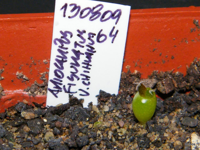 Ariocarpus%20Fisuratus%20064%2020091126.jpg