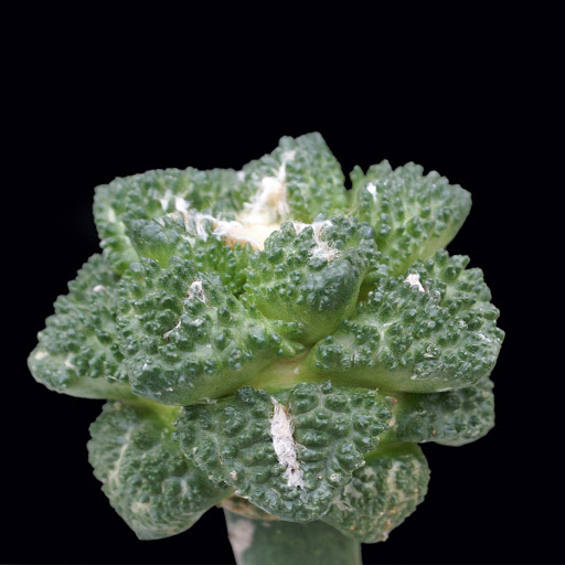 ARIOCARPUS%252520FISSURATUS%252520v.%252520GODZILLA%252520%2525282%252529.JPG