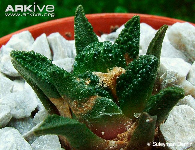 Ariocarpus-bravoanus.jpg