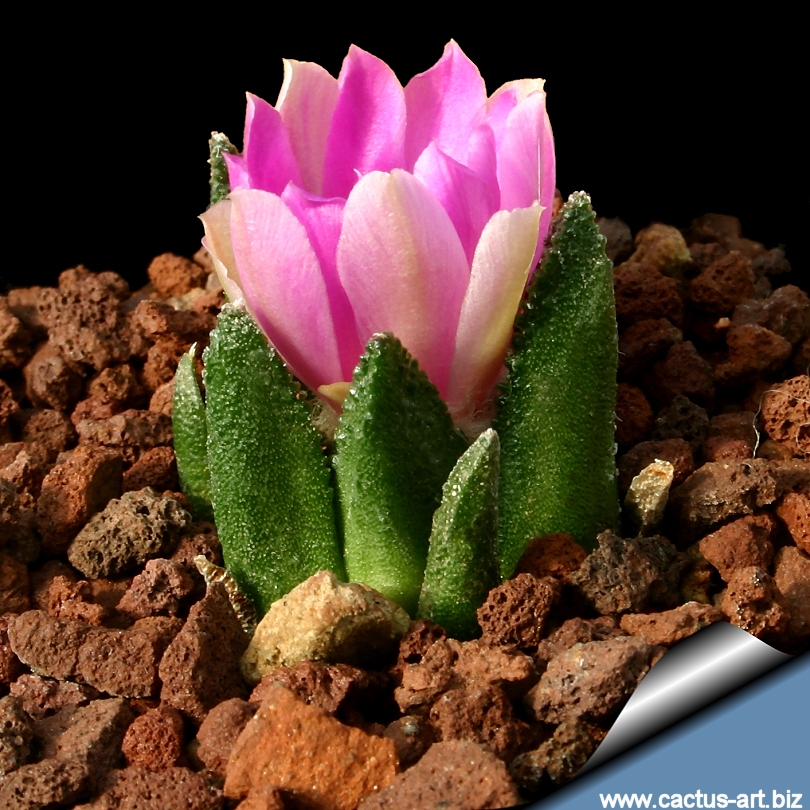Ariocarpus_bravoanus_young_810.jpg