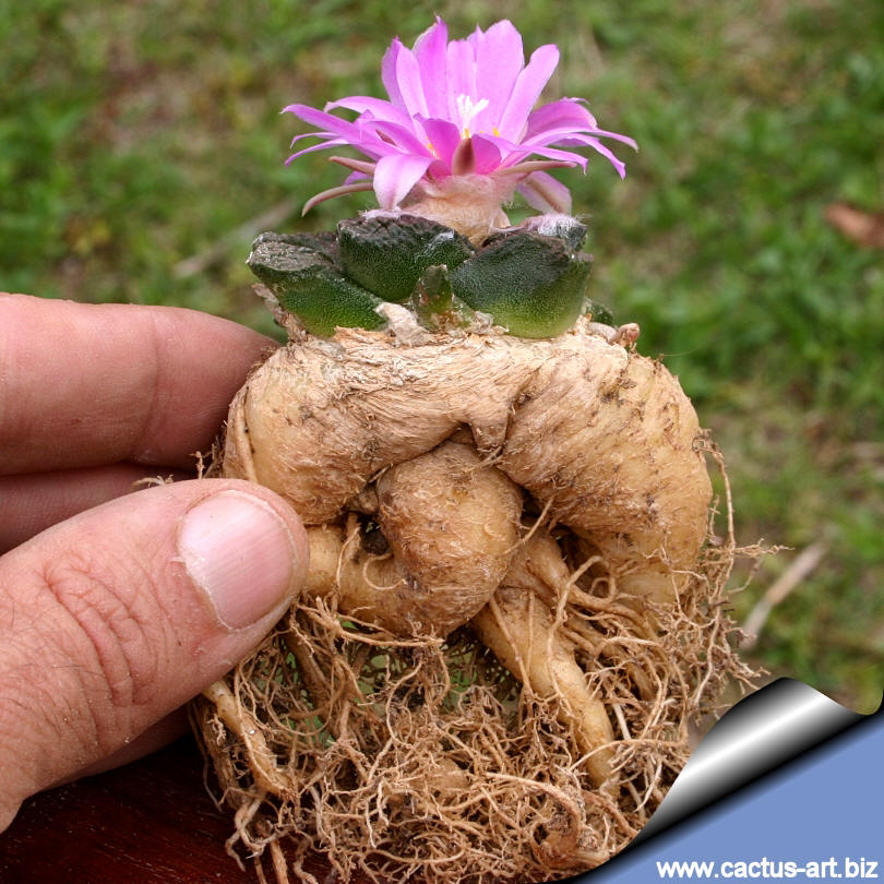 Ariocarpus_fissuratus_SB413_810.jpg