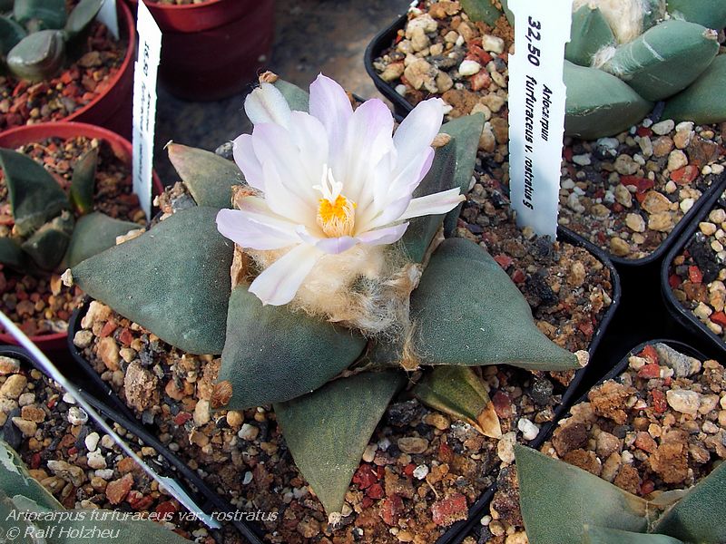 Ariocarpus_furfuraceus_var._rostratus_01.JPG