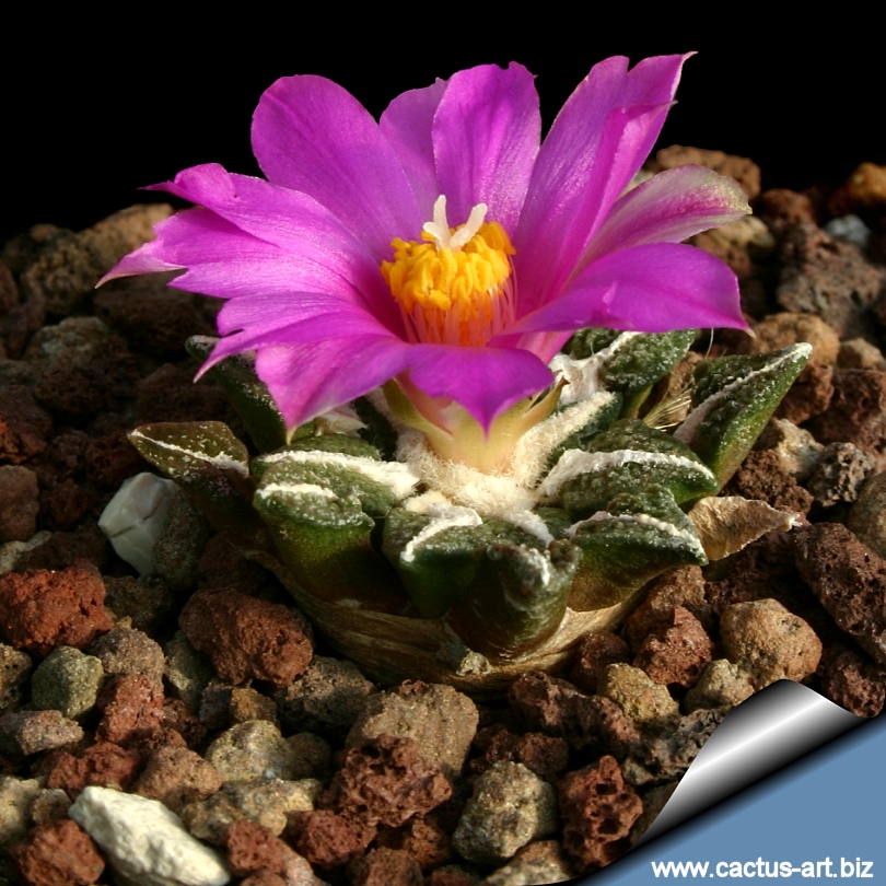 Ariocarpus_kotschoubeyanus_elephantidens_young_810.jpg