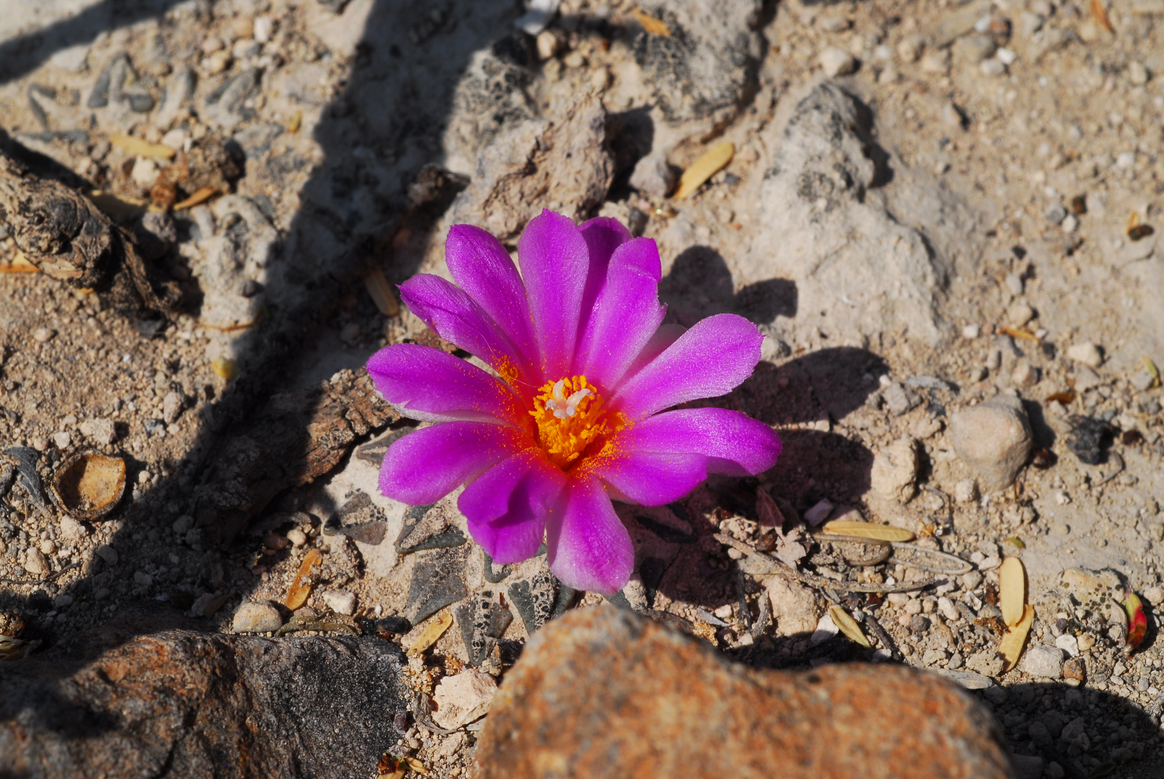 Ariocarpus_kotschoubeyanus_flor.jpg