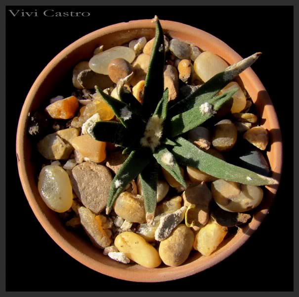 Ariocarpusagavoides.jpg