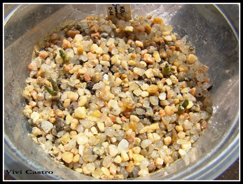 Ariocarpusfissuratus20-10-2010.jpg