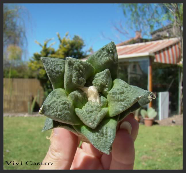 AriocarpusfissuratusexAlloydii-1.jpg