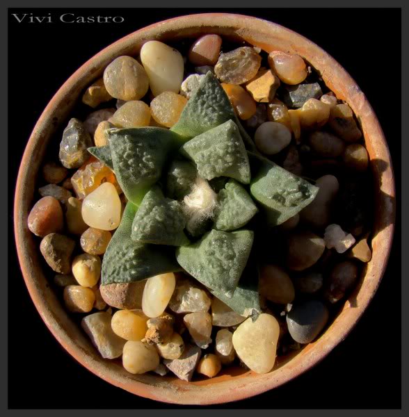AriocarpusfissuratusexAlloydii2.jpg