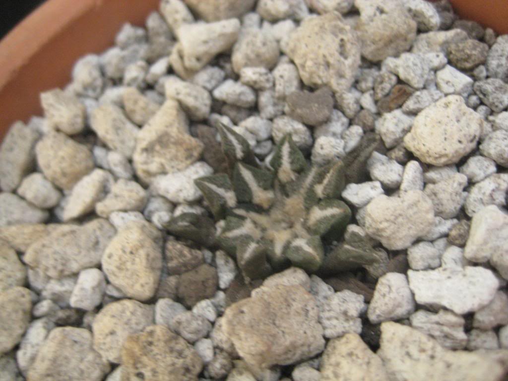 ariocarpuskotschoubeyanus2.jpg