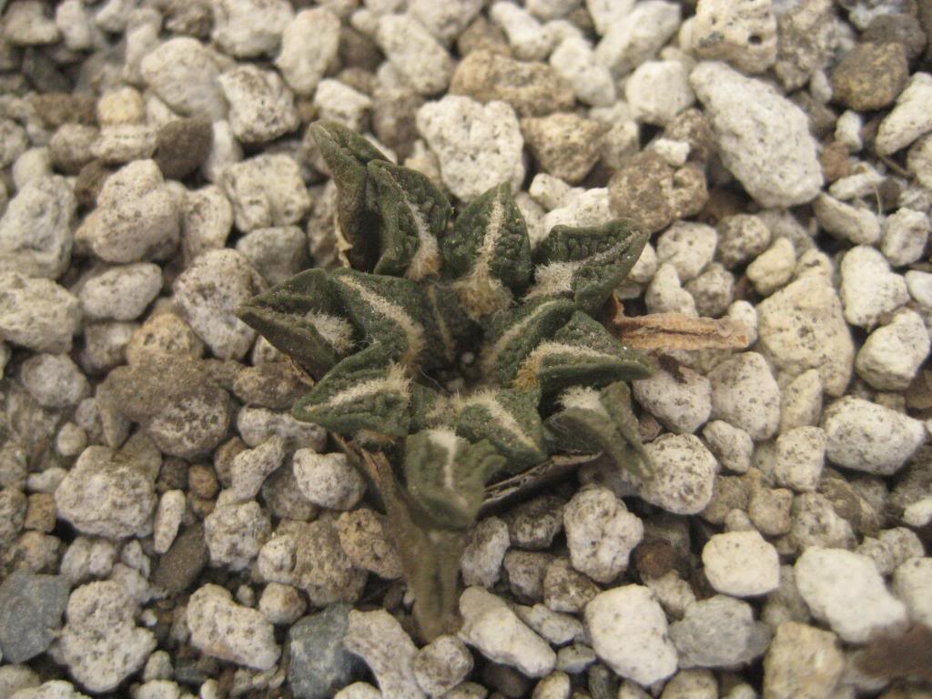 ariocarpuskotschoubeyanus3.jpg