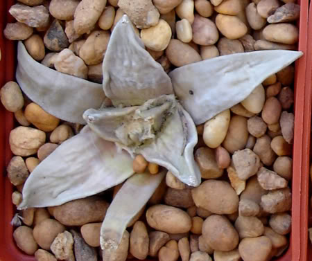 ariocarpusretusus06_2008.jpg