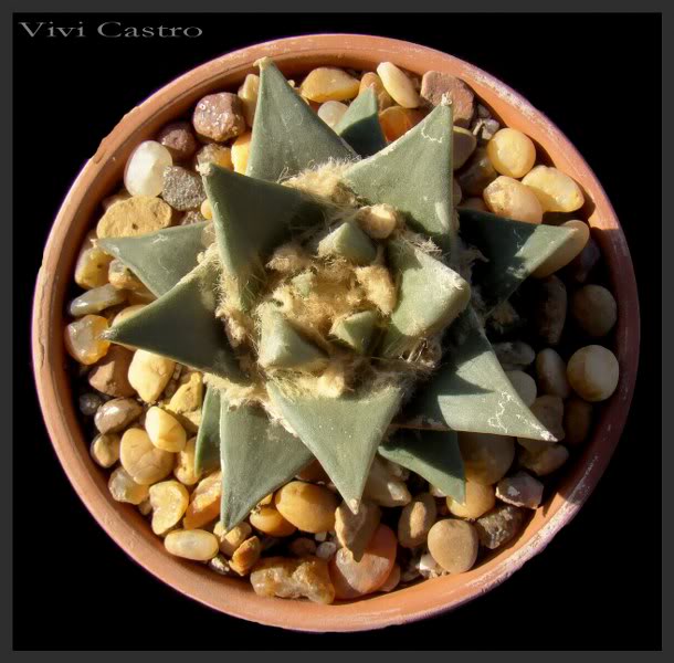 Ariocarpustrigonus2.jpg