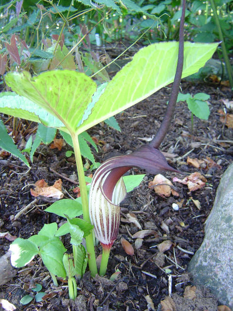 Arisaema%20elephas%201.jpg