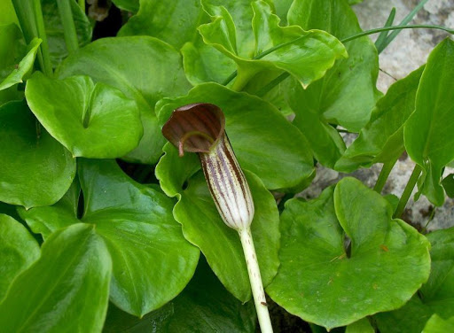 arisarum_vulgare_1.jpg