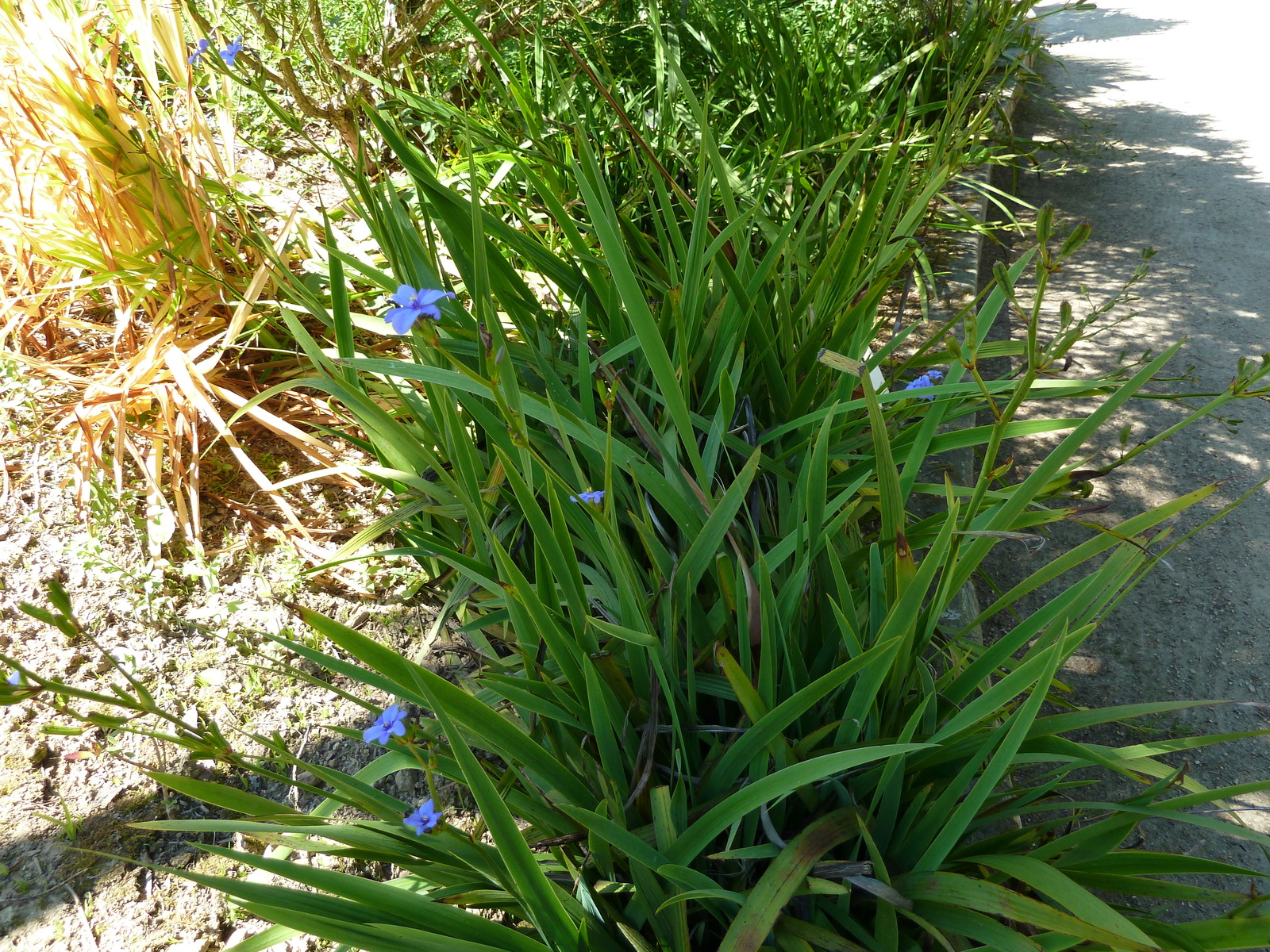 Aristea_ecklonii.jpg