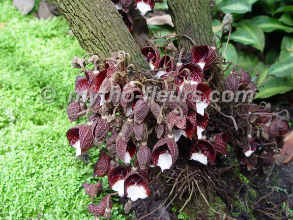 aristolochia%20arborea%206_bonn.jpg