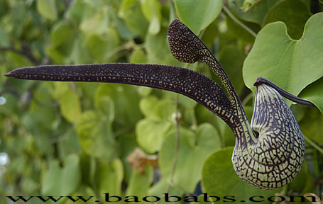 Aristolochia%20ringens.jpg
