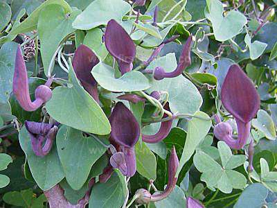 aristolochia-baetica1.jpg