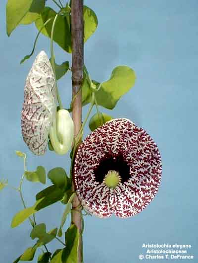 aristolochia-elegans.jpg