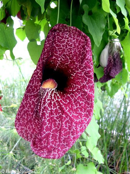 aristolochia.jpg